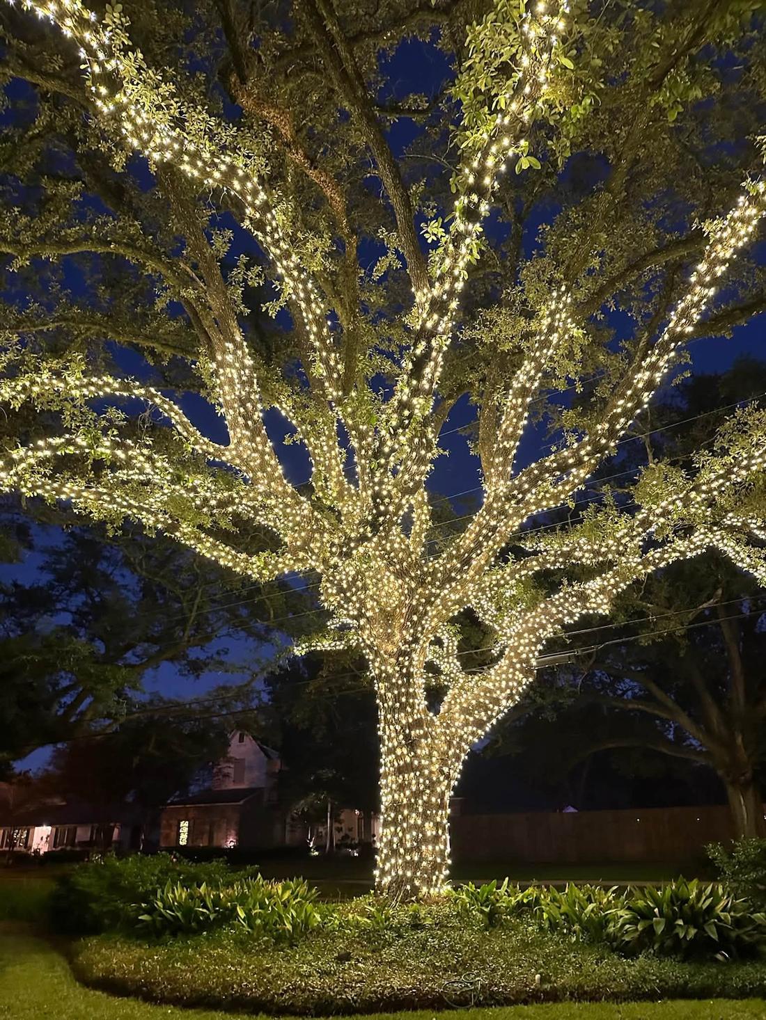 Mature oak tree with complete trunk and branch wrap in warm white lights at dusk — professional tree lighting by Best Around Holiday Lights